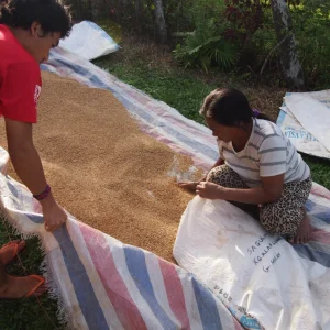 Preserving Tradition and Nurturing the Land: What is to be a Small Rice Grower